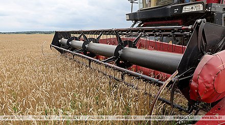 Более 9,7 млн тонн зерна с рапсом и кукурузой намолочено в Беларуси