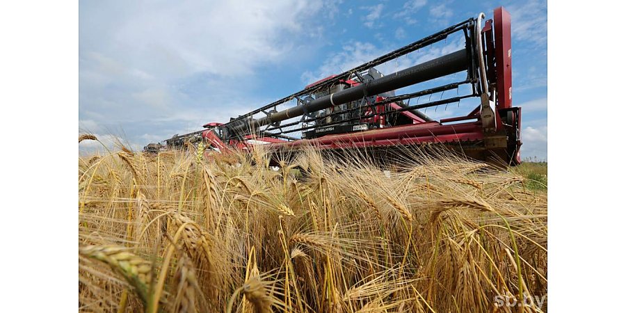 Белорусские аграрии намолотили 5 млн тонн зерна