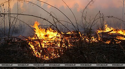 Спасатели ликвидировали за сутки два лесных пожара и 22 возгорания травы