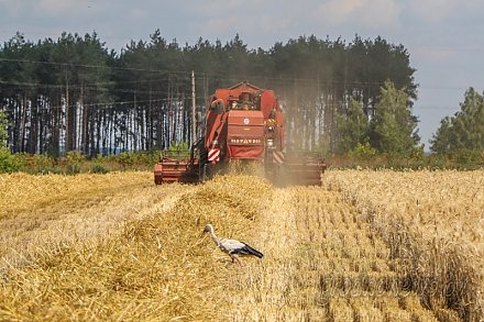 Более 3 млн т зерна намолочено в Беларуси