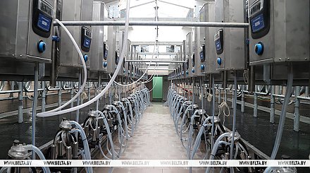 В Беларуси за пятилетку планируется построить более 200 молочно-товарных и 5 крупных свиноводческих комплексов