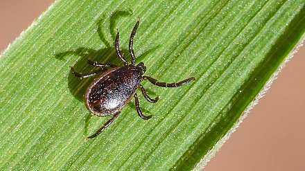 Заразились клещевым энцефалитом через козье молоко: рассказываем, чем опасны клещи