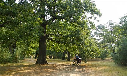 В Беларуси посчитают деревья-долгожители