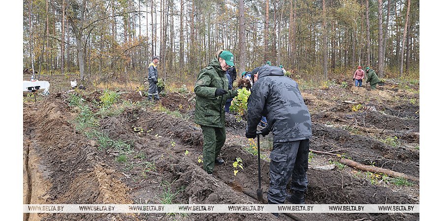 Задел на будущее, важный ресурс для следующих поколений. Карпенко об акции "Дай лесу новае жыццё!" 