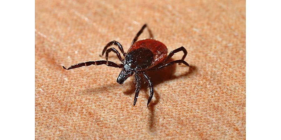 Сезон клещей в разгаре ‒ будьте внимательны!