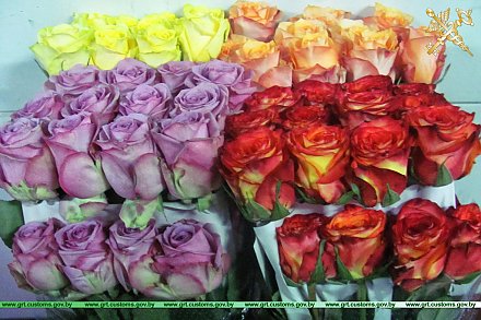 85000 цветов на границе. За 1,5 месяца гродненские таможенники пресекли 34 попытки нелегальной переправки цветов