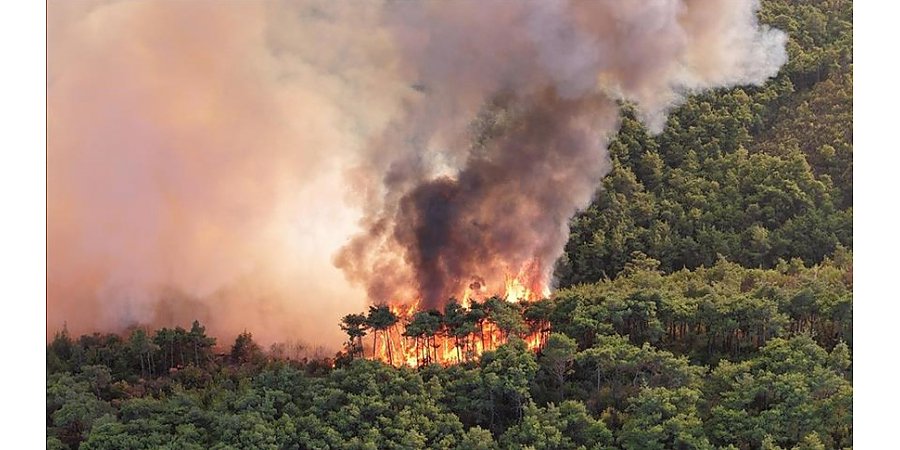 Правительство Ирана обратилось с призывом о международной помощи в борьбе с лесными пожарами 