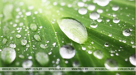 Новый онлайн-проект с ответами на популярные экологические вопросы запустили в Беларуси