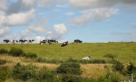 Народный календарь: как наши предки старались сберечь коров от сглаза и порчи