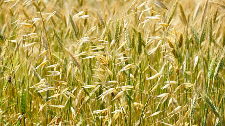 Народные приметы на 7 августа: что можно и нельзя делать в этот день