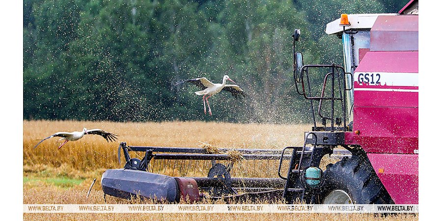 Аграрии Беларуси намолотили почти 8,9 млн тонн зерна