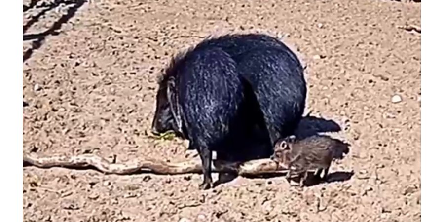 В экзотическом семействе Гродненского зоопарка родился малыш