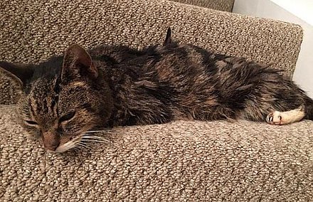 Новогоднее чудо! 19-летний кот вернулся домой через семь лет после пропажи