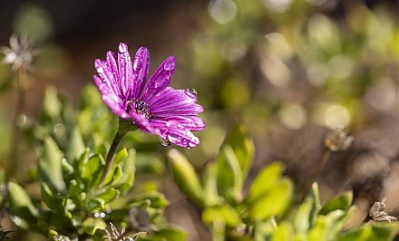 Растение 2026 года выбирают в Беларуси. Как принять участие в голосовании?