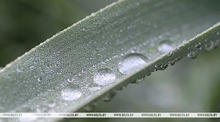 Дожди и грозы ожидаются сегодня в Беларуси