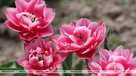 Минприроды призывает отказаться от запуска воздушных шаров и вместо этого посадить цветы