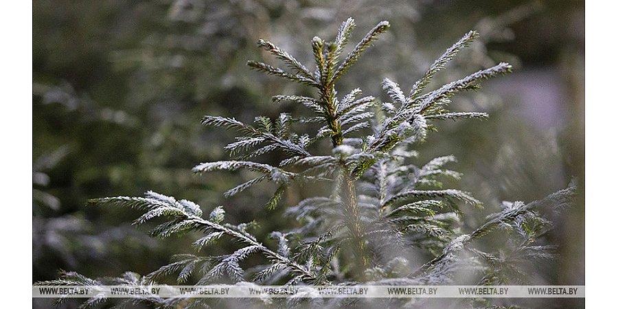 Лесхозы к новогодним праздникам планируют продать почти 140 тыс. деревьев