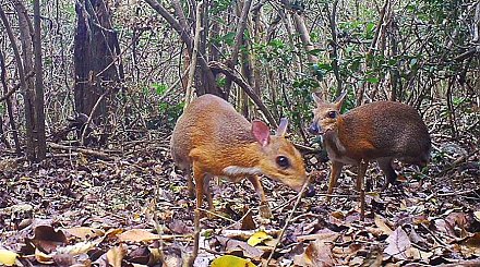 Во Вьетнаме впервые за 30 лет обнаружили крохотного мышиного оленя