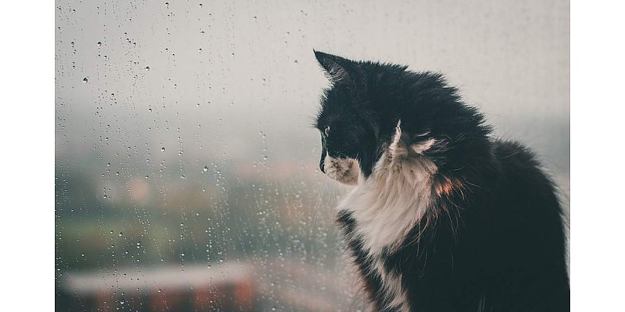 Кратковременные дожди и слабый туман: синоптики о погоде на 29 января