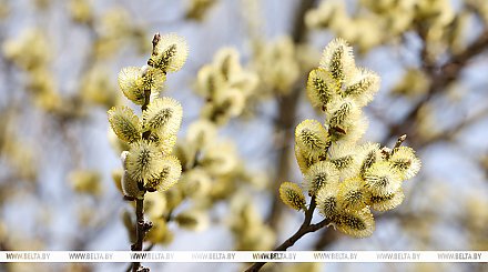 До +11°С и кратковременные дожди. Какой будет погода 29 апреля
