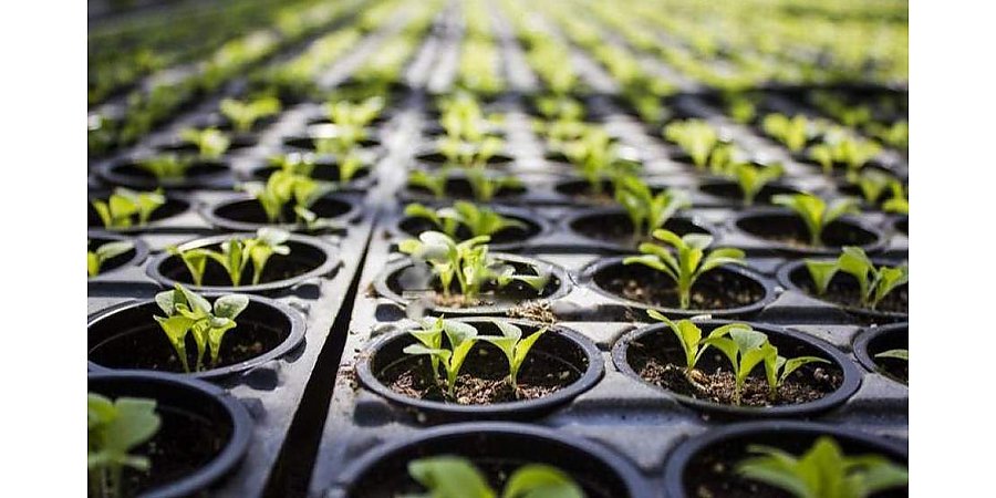 Какой уход необходим, чтобы вырастить крепкую и здоровую рассаду в домашних условиях, рассказывает специалист