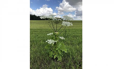 Как бороться с борщевиком, рассказывает кандидат сельскохозяйственных наук