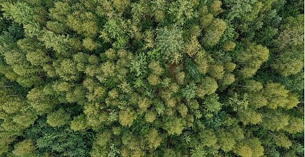 Какие новшества внесены в Лесной кодекс