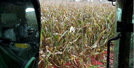 В Беларуси намолочено 9350,2 тыс. тонн зерна, включая рапс