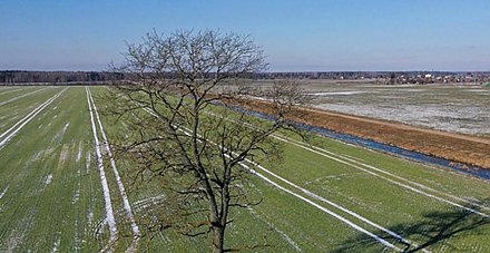 В Белгидромете предупредили о негативном влиянии морозов на озимые культуры