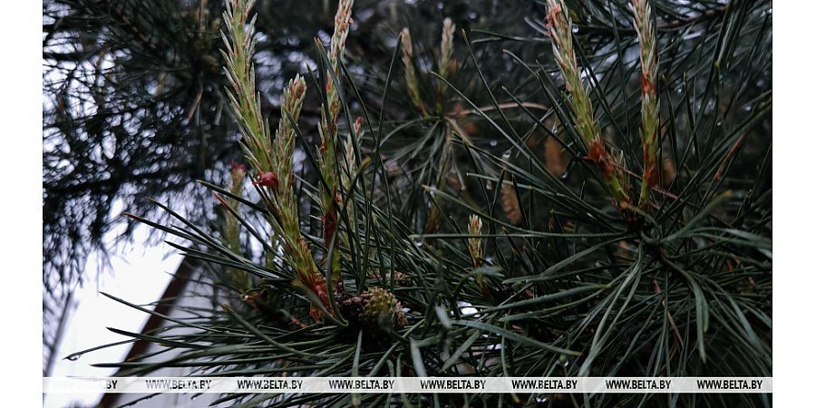 Дождливо, ветрено и с грозами. Какой будет погода в Беларуси 31 мая