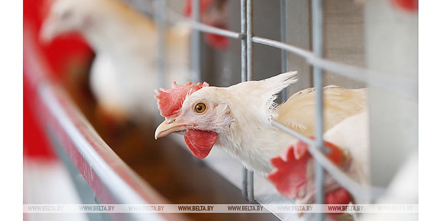 В Чехии уничтожат около 750 тыс. кур из-за птичьего гриппа