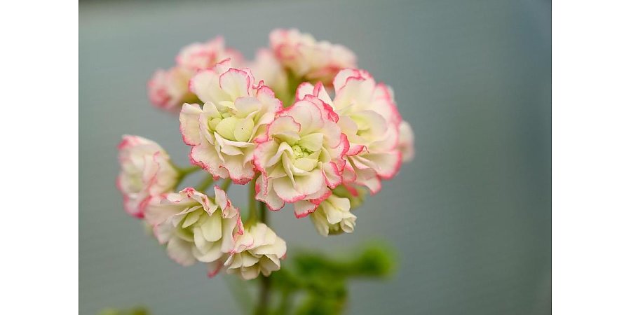 Знаете ли вы, как правильно обрезать пеларгонию, чтобы она пышно цвела?