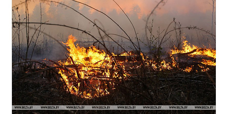 В Беларуси за сутки ликвидированы три лесных пожара