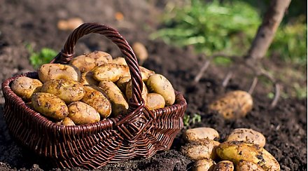 В Вороново для пенсионеров заготовят почти 2 тонны картофеля на зиму