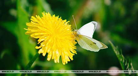 Синоптики ожидают июль теплее обычного на 1-2 градуса