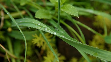 "Это информационный шум". Эксперты развеяли мифы о массовых штрафах за нескошенную траву