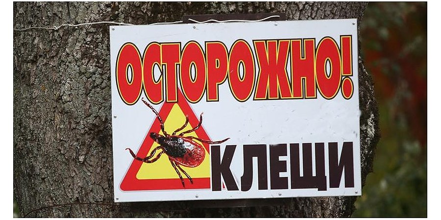 Более 100 случаев клещевого энцефалита и боррелиоза зарегистрировано в Гродненской области за сентябрь