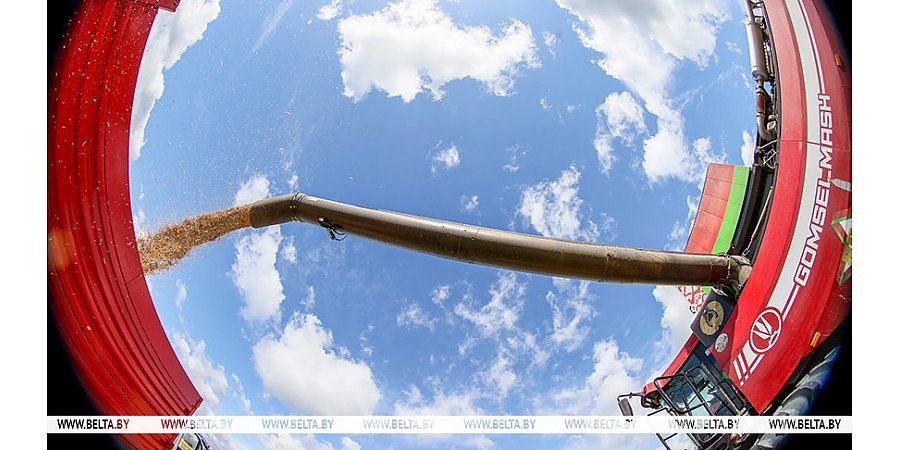 Белорусские аграрии намолотили почти 8,3 млн тонн зерна