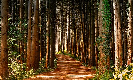 Ограничение на посещение лесов введено в 16 районах Беларуси. В том числе и в Вороновском