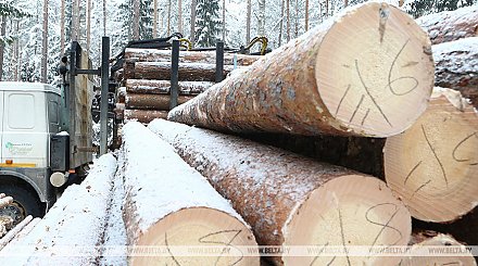 Правительство установило таксовую стоимость на древесину на корню в 2024 году