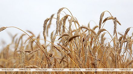 В Беларуси убрали около 15% зерновых и зернобобовых культур