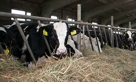 Из-за падежа скота прокуратура Гродненской области предъявила 33 иска о взыскании ущерба на сумму около 90 тысяч рублей