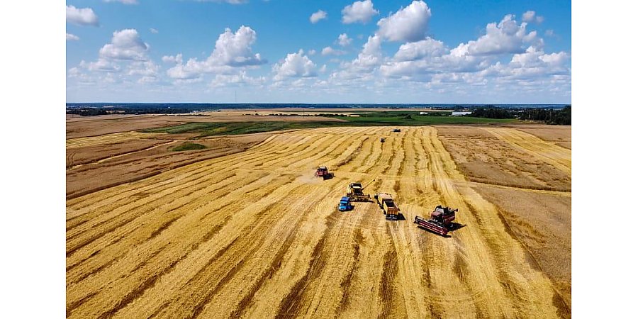 В Беларуси намолочено более 3,7 миллиона тонн зерна