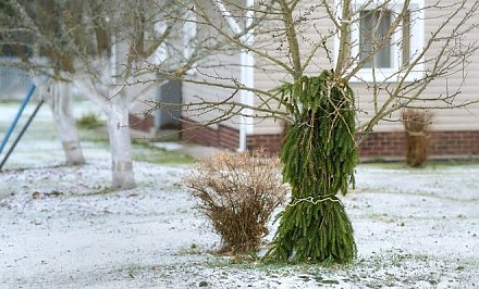 Как защитить сад от морозов, рассказал садовод
