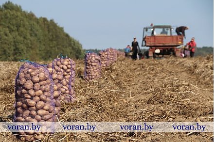 На Вороновщине активно ведется копка картофеля