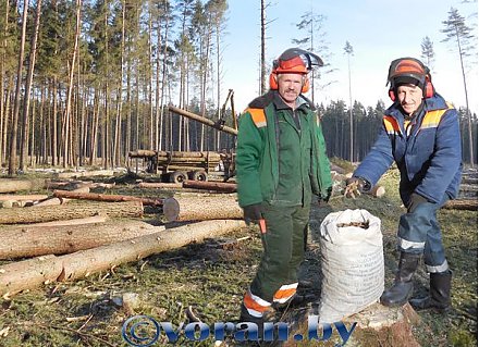 В зимний лес… за шишками