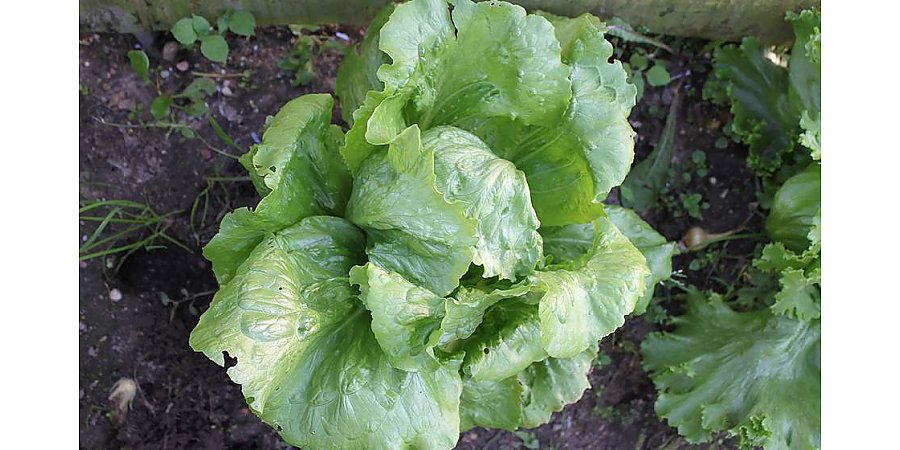 Тысяча и один вариант. Советы по выращиванию кочанного салата