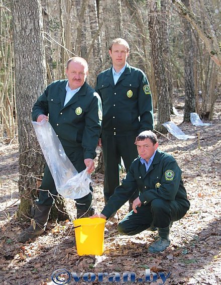 Сезон березового сока 