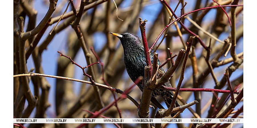 До -10°С: в Беларуси похолодает на этой неделе