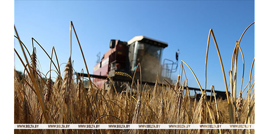 Свыше 10,7 млн тонн зерна с учетом рапса и кукурузы собрали в Беларуси